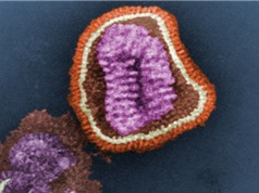 Tìm ra cấu trúc protein giúp cúm B xâm nhập vào tế bào