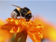 Nhiều loài ong nghệ sắp tuyệt chủng hàng loạt