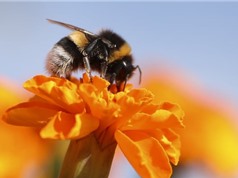 Nhiều loài ong nghệ sắp tuyệt chủng hàng loạt
