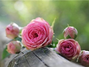 Mùi hương hoa hồng giúp ghi nhớ và học bài tốt hơn