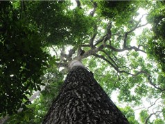 Cây rừng Amazon lưu giữ lịch sử khai thác của con người