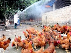 Học viện Nông nghiệp Việt Nam triển khai nghiên cứu đột xuất về cúm gia cầm A/H5N6 