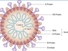 Những bệnh do Coronavirus gây ra ở người và động vật