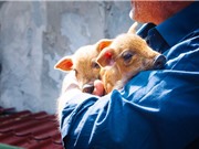 Dịch tả lợn châu Phi: Chưa dễ có vaccine