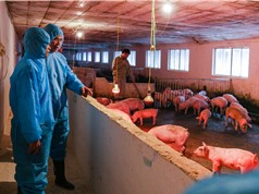 Vaccine vô hoạt phòng bệnh dịch tả lợn châu Phi: “Chiếc cọc cho người chết đuối”