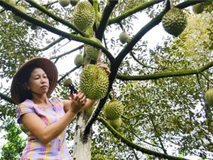 Tăng hiệu quả kinh tế nhờ lựa chọn các mô hình sản xuất phù hợp