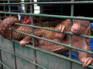 WWF châu Á Thái Bình Dương kêu gọi chấm dứt buôn bán và tiêu thụ động vật hoang dã 