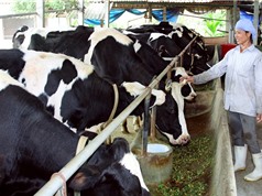 Ứng dụng giúp giảm phát thải khí nhà kính cho chăn nuôi