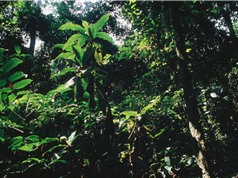 Rừng mưa nhiệt đới lớn thứ 2 thế giới mất dần khả năng hấp thụ carbon dioxide