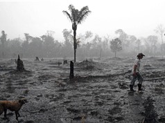 Các hệ sinh thái lớn như Amazon 'có thể sụp đổ trong vài thập kỷ'
