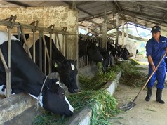 Phần mềm PC Dairy VN 2019 giúp giảm phát thải và chi phí chăn nuôi bò