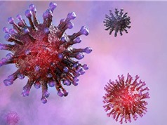 Phát hiện hai chủng virus corona gây bệnh Covid-19