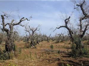Châu Âu và nỗ lực giải cứu cây ô liu khỏi dịch bệnh