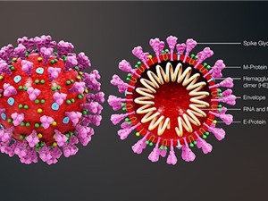 Australia chụp hình 3D virus SARS-COV-2 hỗ trợ chế tạo vắcxin