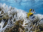 Nước biển ấm lên ảnh hưởng đến sự phân bố của sinh vật biển