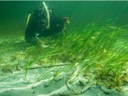 Cỏ biển - "bể chứa carbon" chống biến đổi khí hậu