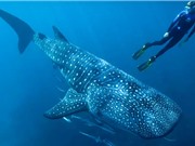 Định tuổi cá mập voi bằng đồng vị phóng xạ