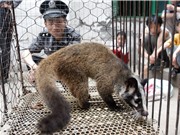 Phần lớn người Việt ủng hộ đóng cửa thị trường buôn bán động vật hoang dã