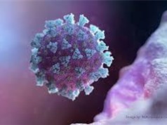 Mỹ thử nghiệm phương pháp lấy virus biến đổi gien trị COVID-19