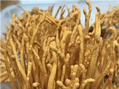 Xây dựng thành công quy trình nuôi trồng loài nấm dược liệu quý nhộng trùng thảo 
