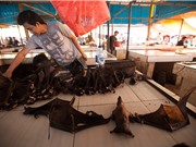 Thu thập hơn 1 triệu chữ ký kêu gọi chấm dứt buôn bán động vật hoang dã trên toàn cầu