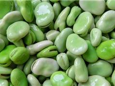 Đậu tằm: thực phẩm xanh thay thế đậu nành 