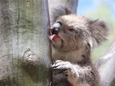 Koala làm dịu cơn khát bằng phương pháp kỳ lạ