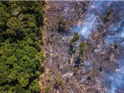 Rừng Amazon có thể là nơi tạo ra đại dịch tiếp theo