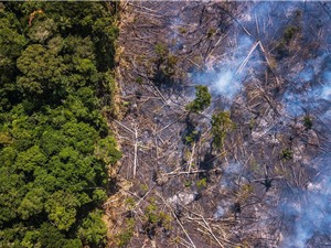Rừng Amazon có thể là nơi tạo ra đại dịch tiếp theo