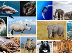 Nhiều doanh nghiệp ký cam kết vì động vật hoang dã