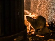 "Thảm họa" mới ở New York: Chuột ăn thịt đồng loại vì quá đói, cả ô tô cũng trở thành "mồi nhắm"