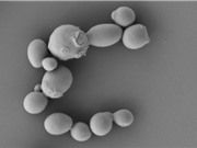 Sử dụng nấm men để tái tạo SARS-CoV-2: Thay đổi cách tiếp cận trong phân lập virus