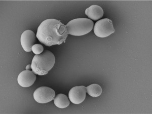 Sử dụng nấm men để tái tạo SARS-CoV-2: Thay đổi cách tiếp cận trong phân lập virus