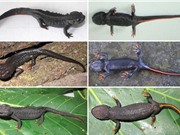 Phát hiện 2 loài sa giông cá sấu mới tại Việt Nam