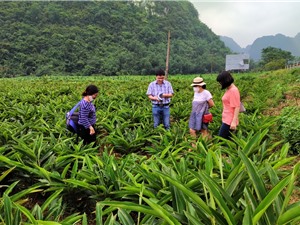 Kiểm tra mô hình vườn giống gốc và mô hình trồng cây riềng ấm (Alpinia zerumbet. Pers) tại Vĩnh Phúc và Lạng Sơn