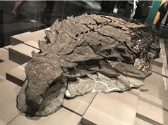 Hóa thạch tiết lộ bữa ăn cuối cùng của loài “rồng ngủ”