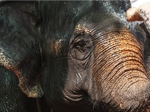 Buôn bán ngà voi bất hợp pháp chuyển từ Trung Quốc sang Campuchia