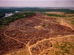 Diện tích rừng Amazon bị tàn phá tăng lên mức kỷ lục