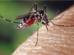 Mỹ sắp thả 750 triệu con muỗi biến đổi gene vào tự nhiên