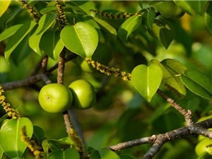 Manchineel: Loài cây nguy hiểm nhất thế giới