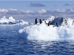 Nam Cực ấm lên nhanh gấp ba lần mức tăng trung bình toàn cầu