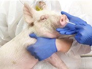 Chủng virus cúm lợn mới có khả năng gây đại dịch
