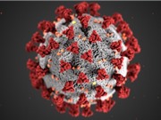 Mỹ xác định gene quan trọng trong kháng thể virus SARS-CoV-2