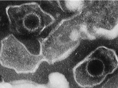 Phát hiện cấu trúc nguyên tử đầu tiên của virus gây herpes