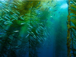 Chiết xuất tảo bẹ hứa hẹn ngăn ngừa Covid-19