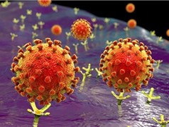 Khả năng sống sót của virus SARS-CoV-2 trong nước
