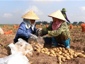 Nghiên cứu chọn tạo giống khoai tây sản xuất quanh năm tại Đà Lạt