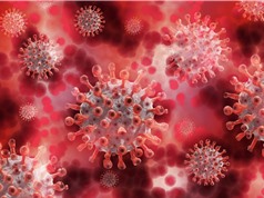 Phát hiện mới về protein của virus SARS-CoV-2 lý giải khả năng lây nhiễm