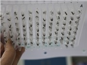 Indonesia: Thả muỗi “gián điệp”, giảm được nguy cơ mắc sốt xuất huyết 4 lần