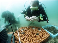 Hongkong: phục hồi quần thể san hô bằng gạch in 3D